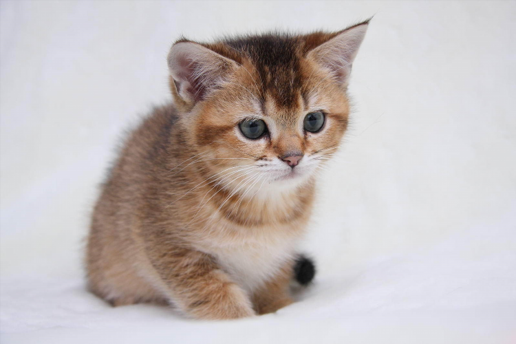 Кот впн